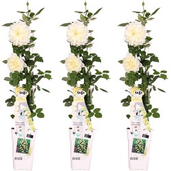 Hello Plants Rosa Crazy in Love Vanilla Klimroos - Klimplant Rozenstruik - 3 Stuks - Ø 15 cm - Hoogte: 65 cm
