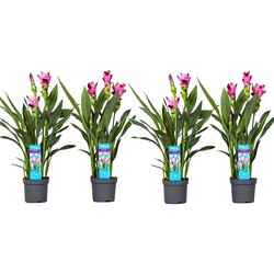 Curcuma 'Al Siam Supreme' - Set van 4 - Kurkuma - ⌀13cm - Hoogte 50-70cm