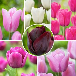 Tulipa Pastel Mix - Tulpenbollen x40 - Bloembollen