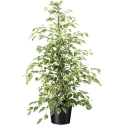 Ficus Benjamina Twilight - Kamerplant - Pot 21cm - Hoogte 100-110cm