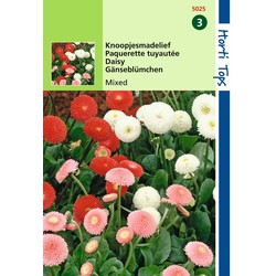 2 stuks - Bellis Perennis Pomponette Gemengd