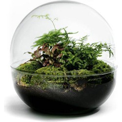 Growing Concepts Biodome terrarium - Botanische planten 30cm / 30cm / Glas - 30cm