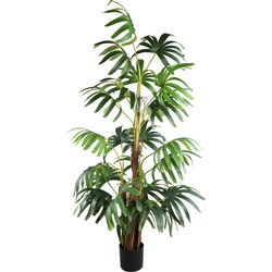 PTMD Tree Green five fingers palm tree in black pot