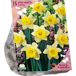 Bollen Narcis Lobularis 15 stuks