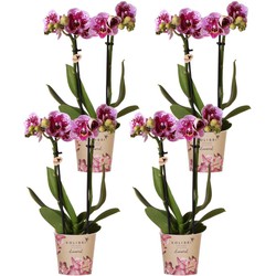 Kolibri Orchids | COMBI DEAL van 4 roze paarse phalaenopsis orchideeën - El Salvador - potmaat Ø9cm | bloeiende kamerplant - vers van de kweker