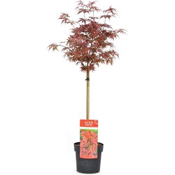 Acer palmatum 'Shaina' - Japanse Esdoorn - Pot 19cm - Hoogte 80-90cm