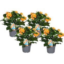 Crossandra Fortuna - Set van 4 - Oranje bloemen - Pot 13cm - Hoogte 20-30cm