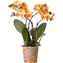 Kolibri Orchids | Oranje gouden Phalaenopsis orchidee - Jewel Las Vegas - potmaat Ø12cm | bloeiende kamerplant - vers van de kweker