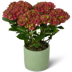 Kamerhortensia rood/groen - dubbelkleurig - masterpiece bi-colour - met sierpot - 40cm hoog, ø14cm - bloeiende kamerplant - vers van de kwekerij