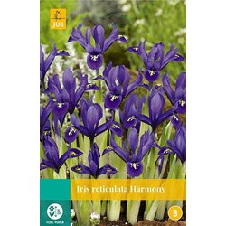 5 stuks - Iris Harmony 12 bollen