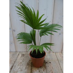 Kamerplant Waaierpalm Livistonia Rotundifolia 30 cm