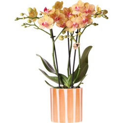 Kolibri Orchids | oranje Phalaenopsis orchidee - Jamaica + Painted Stripe pot oranje - potmaat Ø9cm | bloeiende kamerplant - vers van de kweker