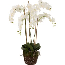 J-line - Orchidee In Aarde Plastiek Wit/groen Extra Large - 60x53x104cm