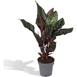 Hello Plants Calathea Ornata Pinstripe - 2 Stuks - Ø 14 cm - Hoogte: 50 cm - Kamerplant Pauwenplant