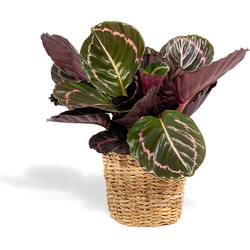 Hello Plants Calathea Roseopicta Dottie in Mand -Ø 14 cm - Hoogte: 40 cm - Schaduwplant Pauwenplant