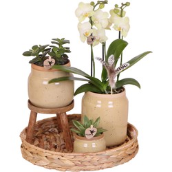 Kolibri Orchids | Groene planten met gele Phalaenopsis orchidee in Vintage khaki sierpotten en hyacinth dienblad