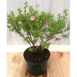 Potentilla roze