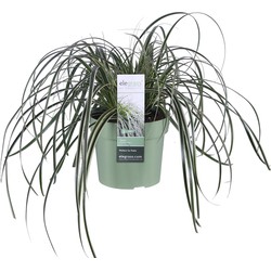 Hello Plants Carex Feather Falls Zegge - Siergras - Ø 14 cm - Hoogte: 30 cm