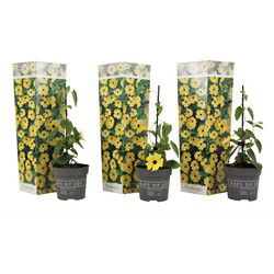 Thunbergia alata 'Lemon Star' - Set van 3 - Hoogte 25-40cm - ⌀9cm