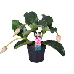 Medinilla Magnifica - Kamerplant - Trosbloem - ⌀17cm - Hoogte 40-50cm