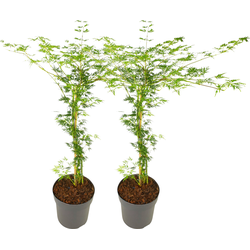 Japanse Esdoorn - Set van 2 - Acer 'Emerald Lace' - Hoogte 60-70cm - ⌀19cm