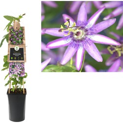 3 stuks - Klimplant Passiflora Amethyst 75 cm - Van der Starre