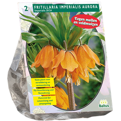 Fritillaria Imperialis Aurora per 2 bloembollen