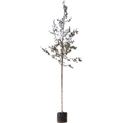 Roodbladige berk Betula Pendula Royal Frost 250 cm