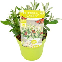 Buddleja Candy Little White - Buddleja - Struik - Pot 19cm - Hoogte 30-40cm