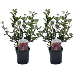 Weigela Florida Nana Purpurea set 2 - Pot 17cm - Hoogte 25-40cm