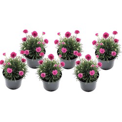 Armeria maritima - Set van 6 - Roze tuinplanten - Pot 12cm - Hoogte 20-30cm