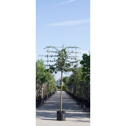 Spaanse aak als leiboom Acer campestre h 300 cm st. omtrek 10 cm st. h 180 cm