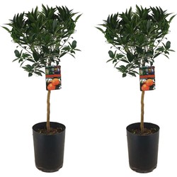 Citrus aurantium Tarocco - Set van 2 - Fruitboom - Pot 19cm - Hoogte 90-110cm