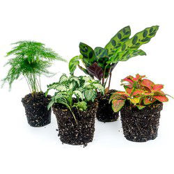 URBANJNGL - Terrariumplantenpakket Lancifolia - 4 planten - Calathea - Asparagus - 2x Fittonia