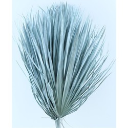 Bries aan Zee Gedroogde Chamaerops (palmblad) lichtblauw