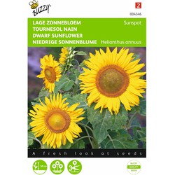 2 stuks - Helianthus Annuus Sunspot Enkelbl. Laag Geel - Buzzy