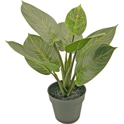 Greenmoods Kunstplant Rohdea - Rohdea japonica - Zwarte sierpot - Nep plant - 1 Stuk - 34cm -