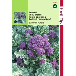 2 stuks - Broccoli Summer Purple
