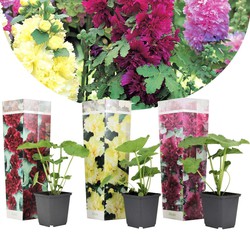 Alcea rosea - Mix van 3 - Rood, geel, paars - Tuin - Pot 9cm - Hoogte 25-40cm