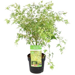 Acer palmatum 'Butterfly' - Japanse Esdoorn - Pot 19cm - Hoogte 50-60cm