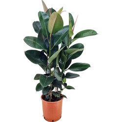 Ficus Elastica Robusta 'Rubberboom' - Pot 24cm - Hoogte 75-100cm
