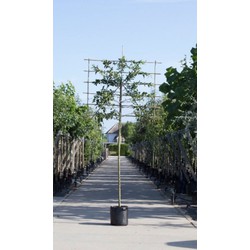 Sierappel als leiboom Malus Red sentinel h 320 cm st. omtrek 12 cm st. h 200 cm