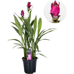 Curcuma alismatifolia 'Skyline' - Pot 19cm - Hoogte 80-100cm