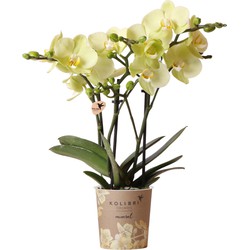 Kolibri Orchids | gele Phalaenopsis orchidee - Mexico - potmaat Ø9cm | bloeiende kamerplant - vers van de kweker
