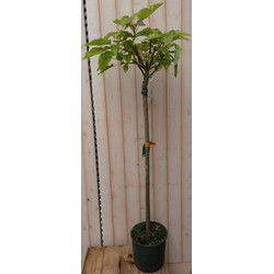 Catalpa bungei 150 cm