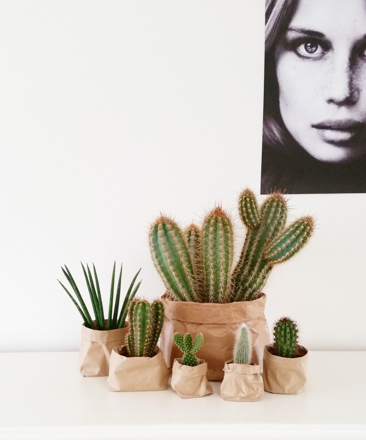 cactussen frisse lucht in huis