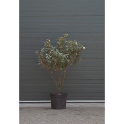 Olijfwilg meerstammig Elaeagnus ebbingei h 162,5 cm