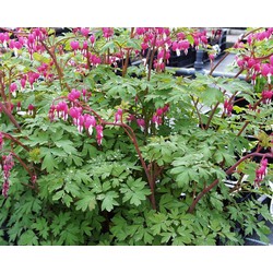 5 stuks - Dicentra spectabilis - Samplant