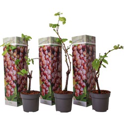 Druivenplanten - Set van 3 - Vitis Vinifera - Rood - Pot 9cm - Hoogte 25-40cm