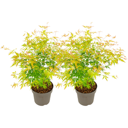 Japanse Esdoorn - Set van 2 - Acer 'Orange Lace' - Hoogte 60-70cm - ⌀19cm